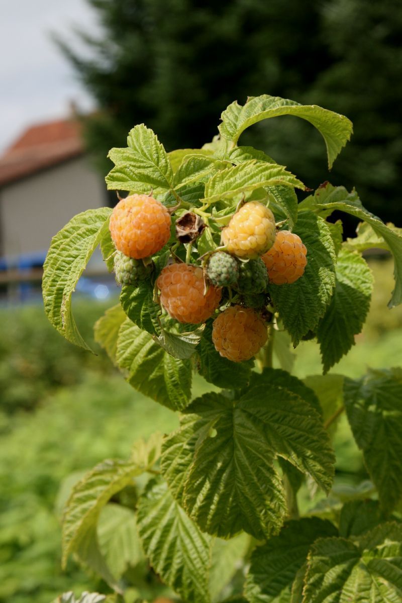 Hauensteins Gelbe, gelbe Himbeere