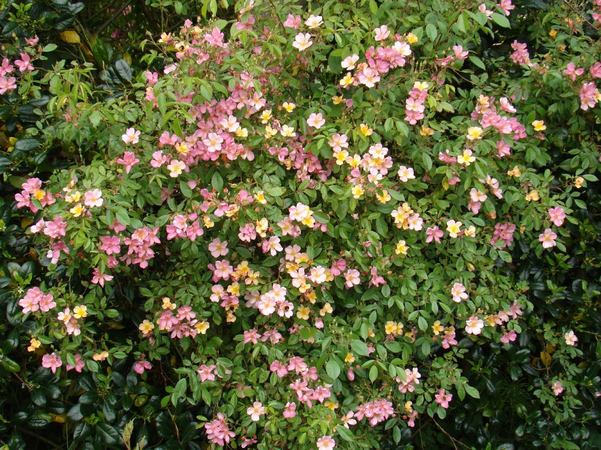 Plaisanterie® Strauchrose