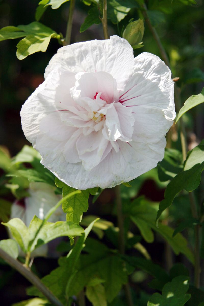 Hibiskus China Chiffon