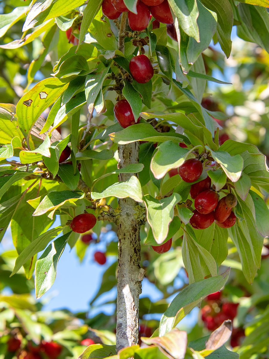 Tierlibaum