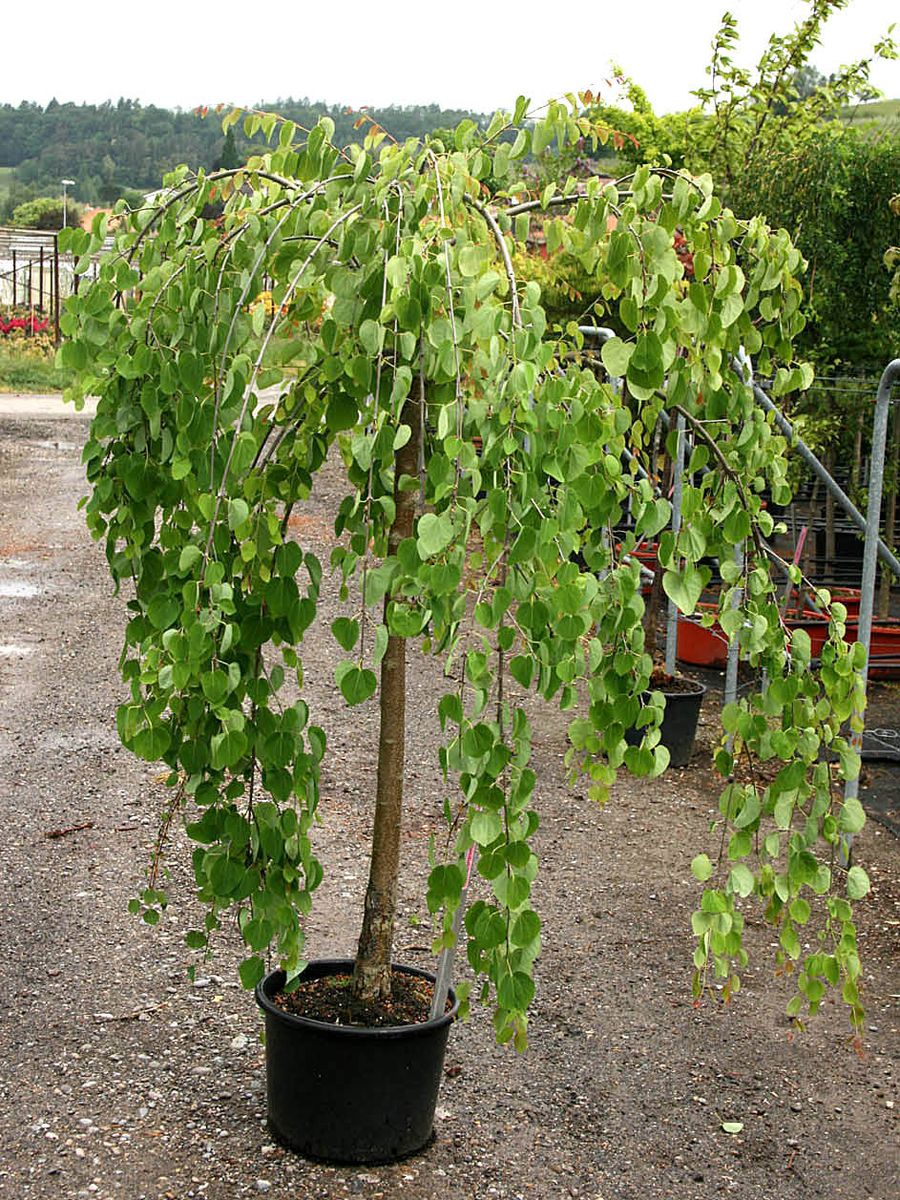 Hängekuchenbaum Pendulum