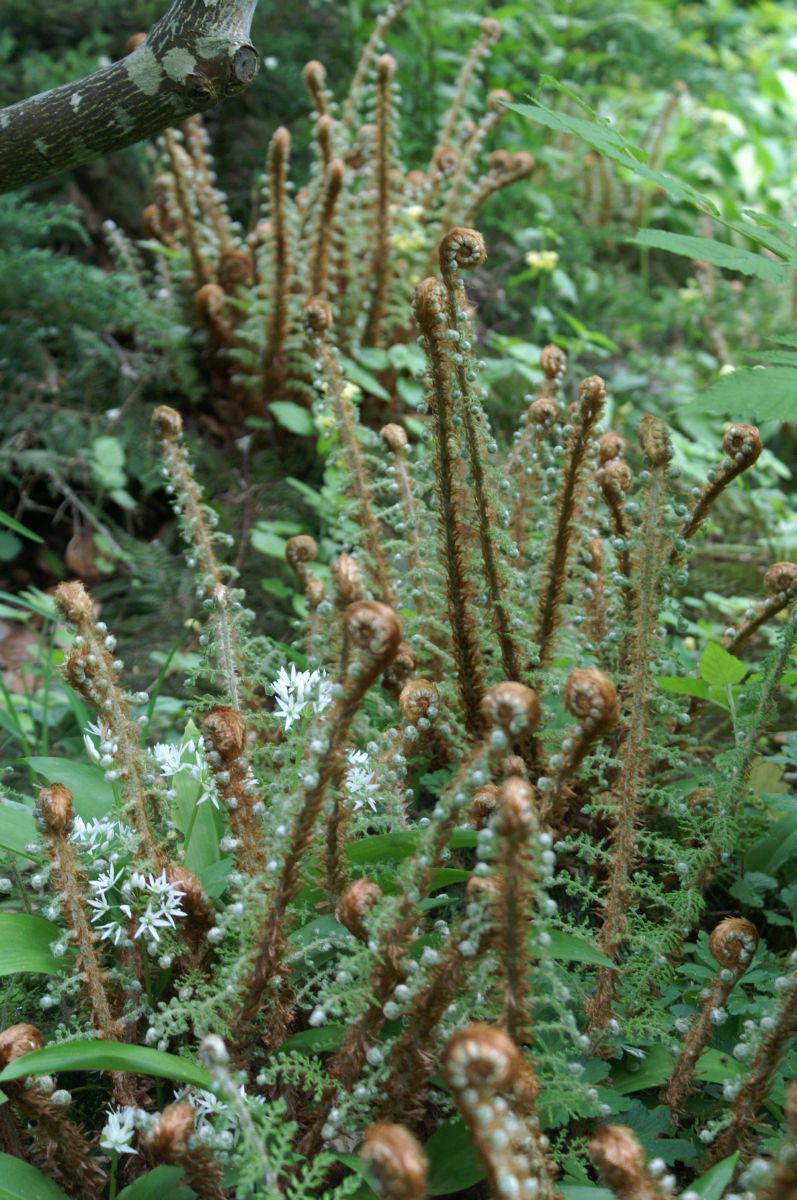 Schmaler Schildfarn Proliferum