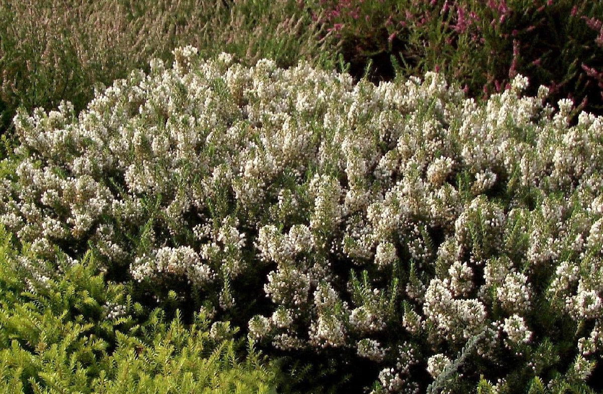 Cornwallheide Lyonesse