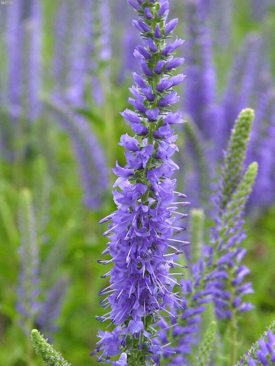 Ähriger Ehrenpreis Blauteppich