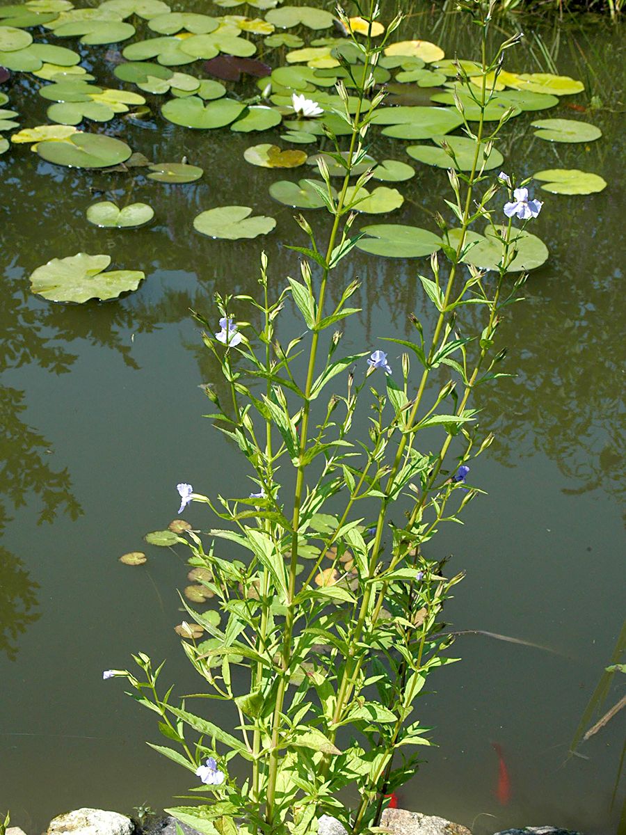 Gauklerblume