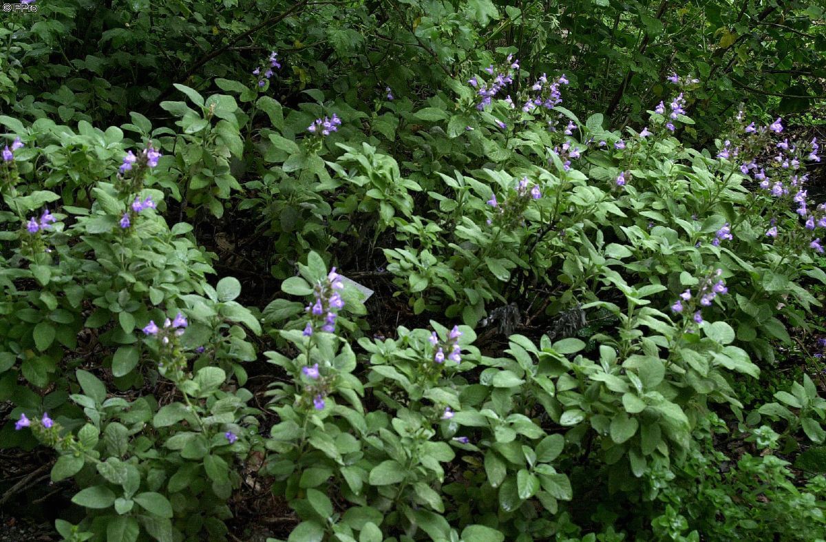 Breitblättriger Salbei Berggarten