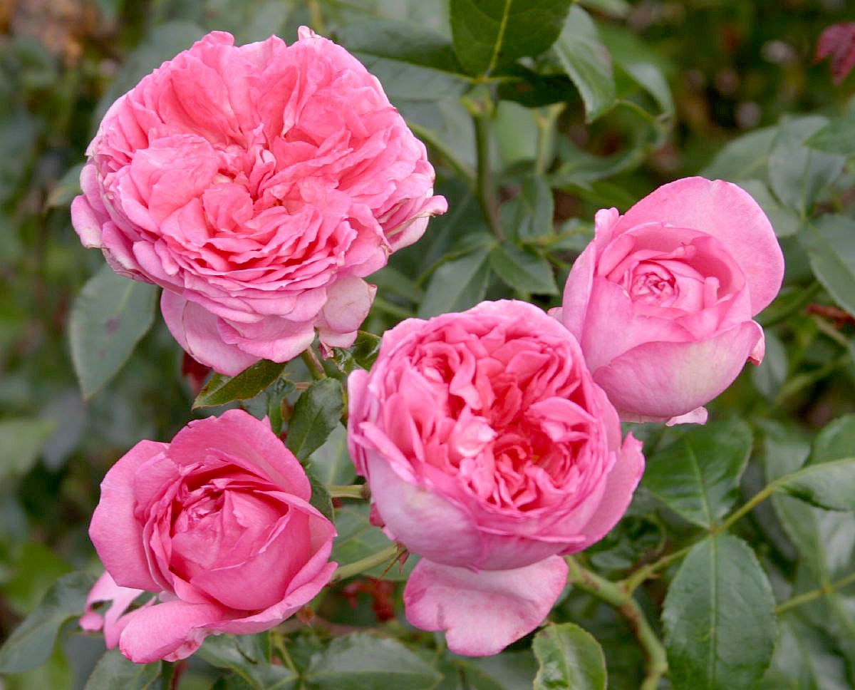 La Rose de Molinard® Strauchrose