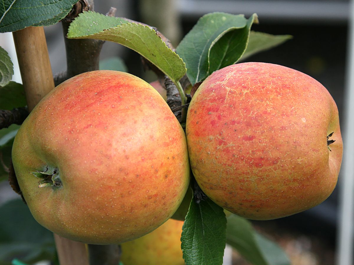 Goldparmäne Apfel