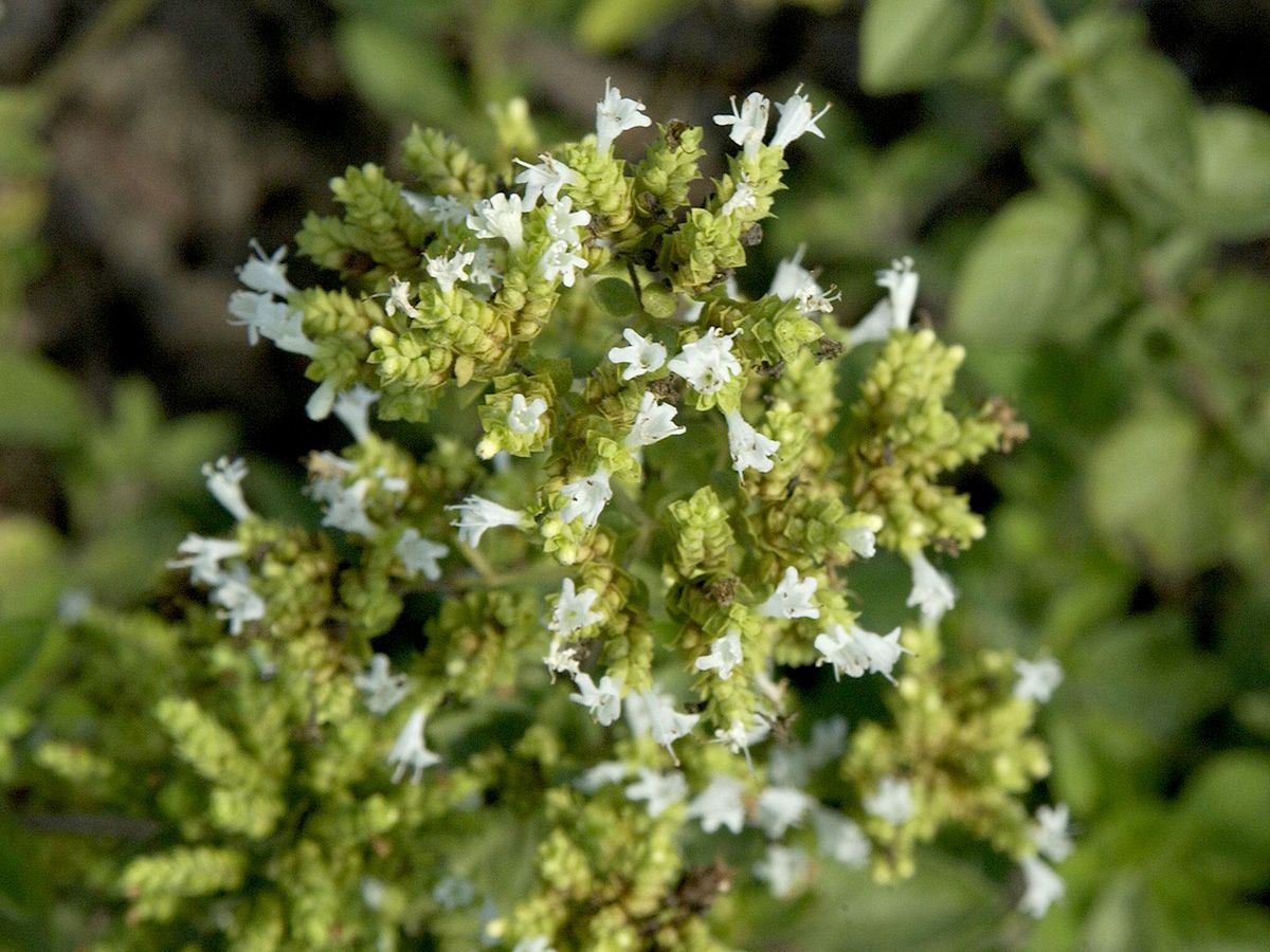 Griechischer Oregano Hirtum