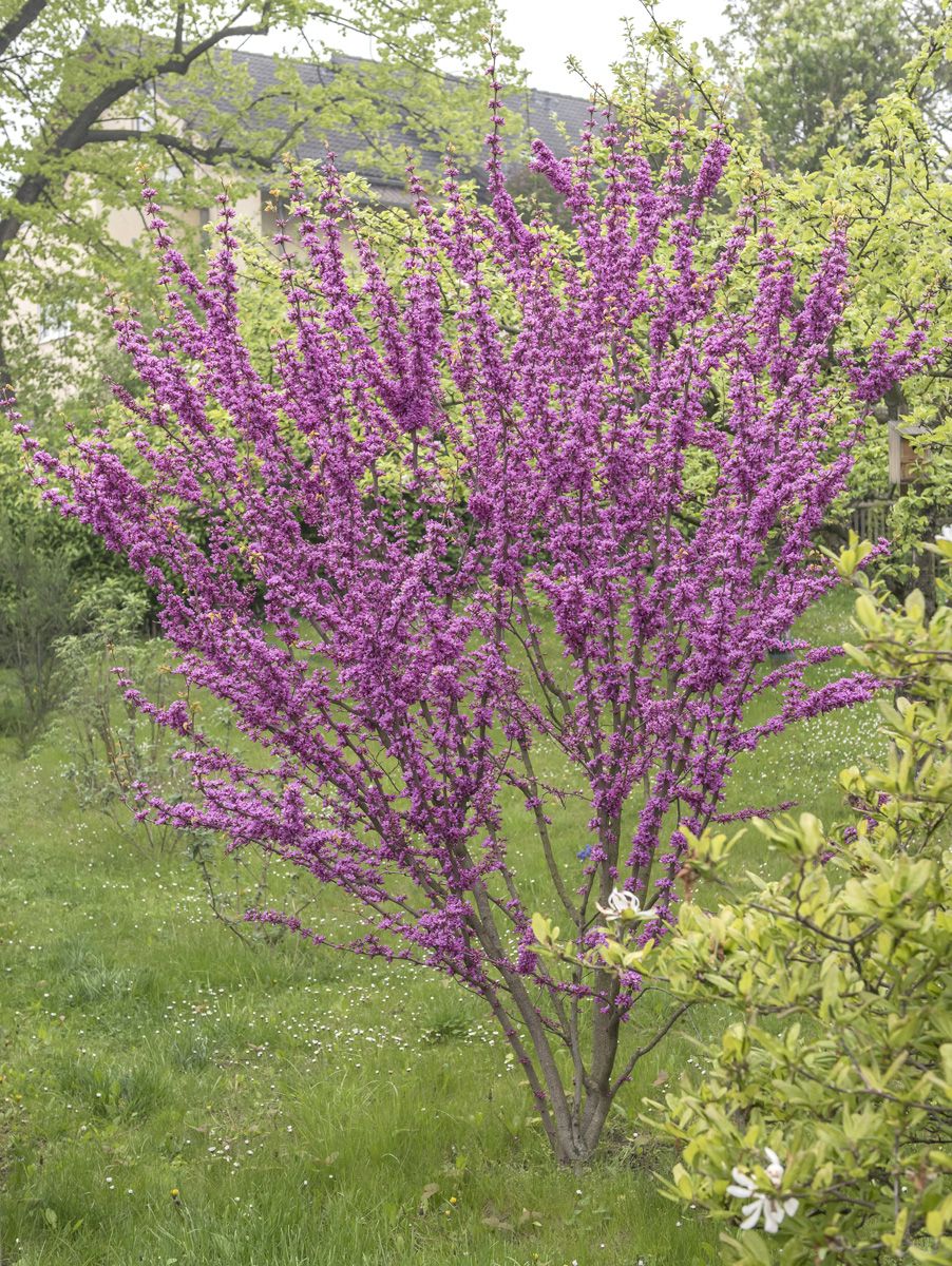 Chinesischer Judasbaum Avondale