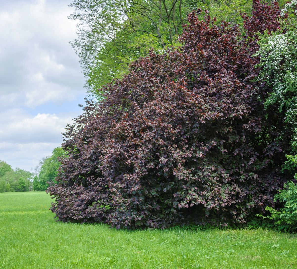 Bluthasel Purpurea