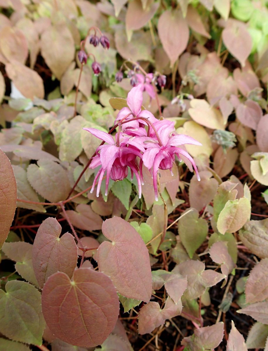 Elfenblume, Sockenblume Rose Queen