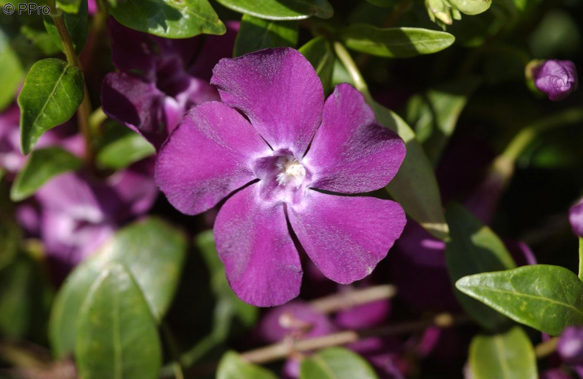 Immergrün Atropurpurea Vinca minor Atropurpurea Hauenstein AG