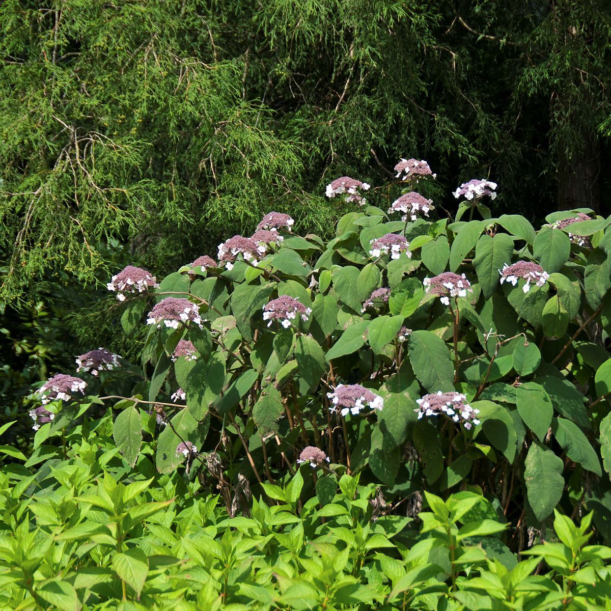 Rauhblatthortensie Macrophylla