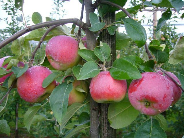 Ametyst(S) Apfel (anspruchslos, schorfresistent)