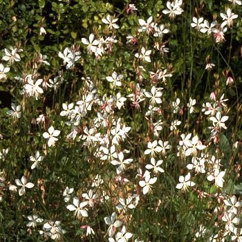 Prachtkerze Whirling Butterflies