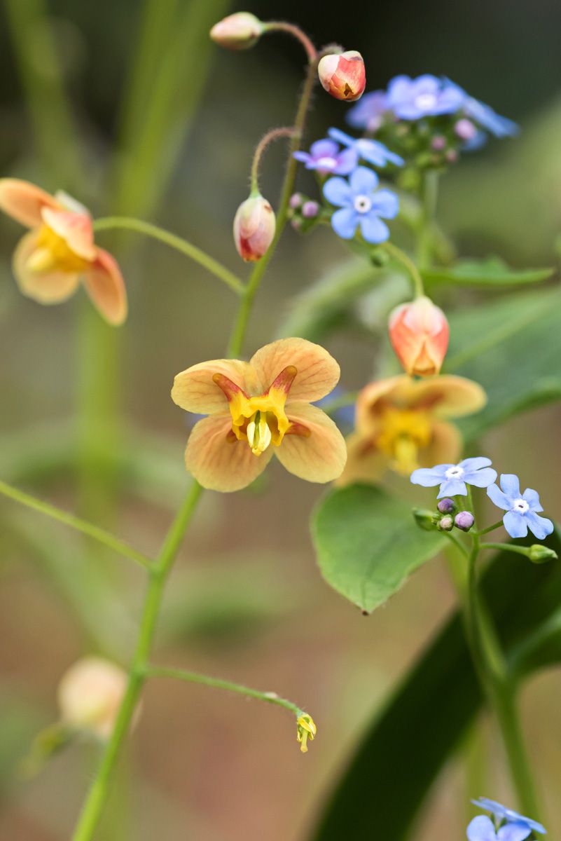 Elfenblume, Sockenblume Orangekönigin