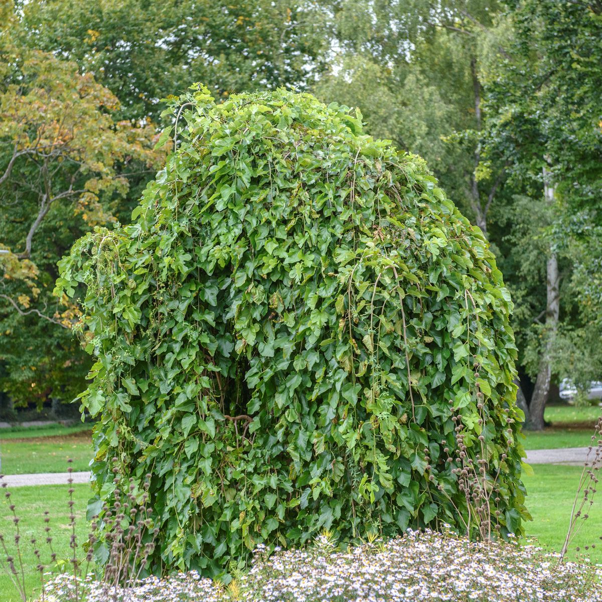 Hängemaulbeerbaum Pendula