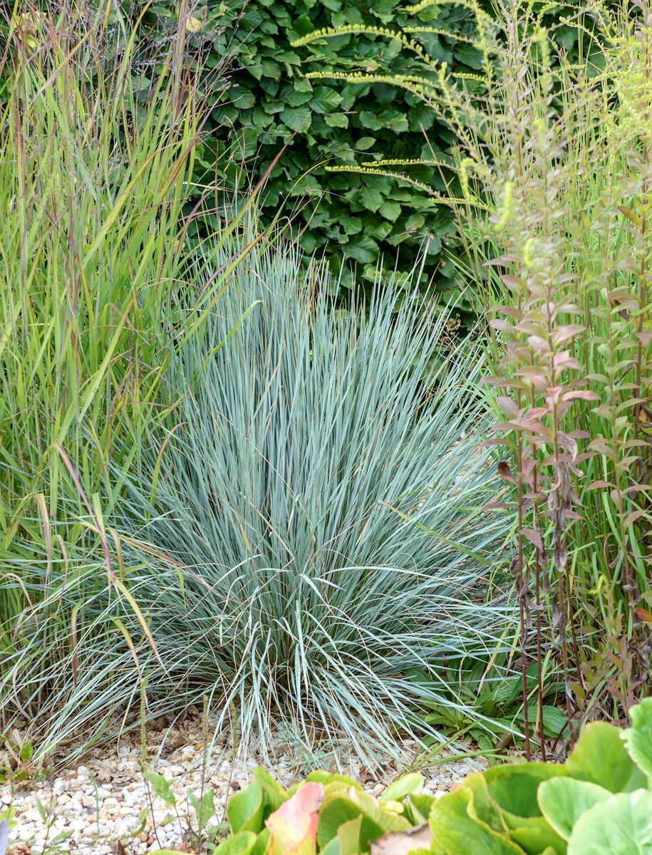 Blaustrahlhafer Saphirsprudel