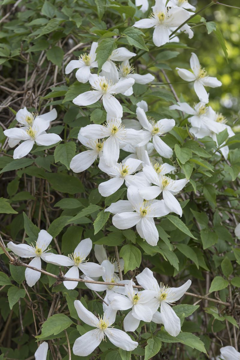 Bergwaldrebe Grandiflora