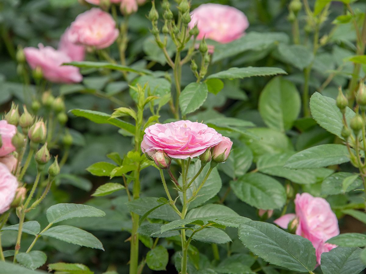 Bouquet Parfait Strauchrose