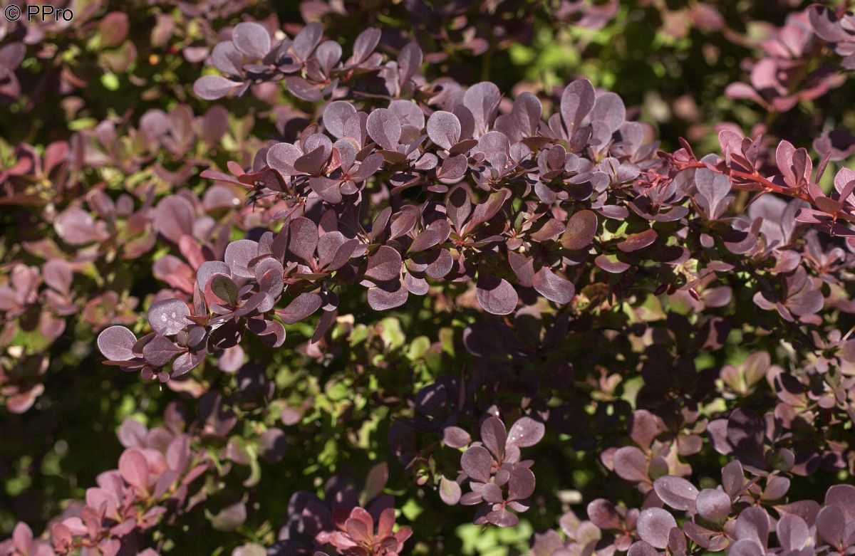 Rotblättrige Berberitze Atropurpurea