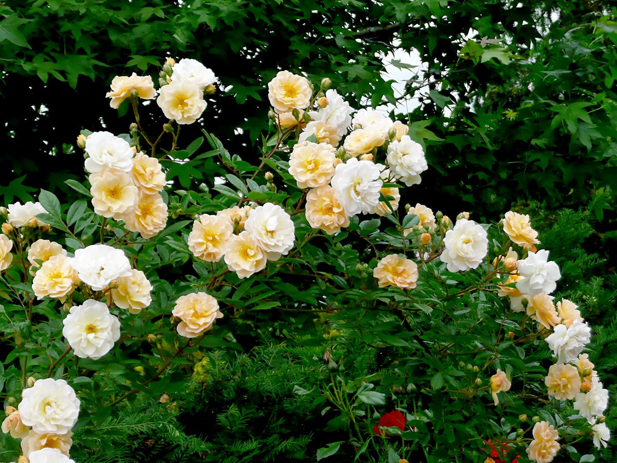 Ghislaine de Féligonde Strauchrose/Historische Rose (anspruchslos)