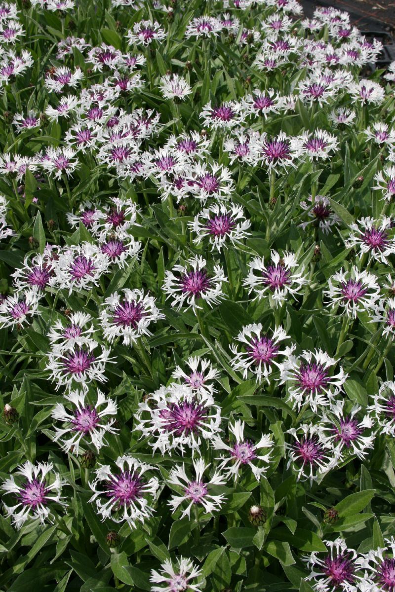 Bergflockenblume Amethyst in Snow