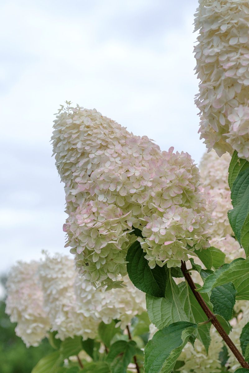 Rispenhortensie Phantom