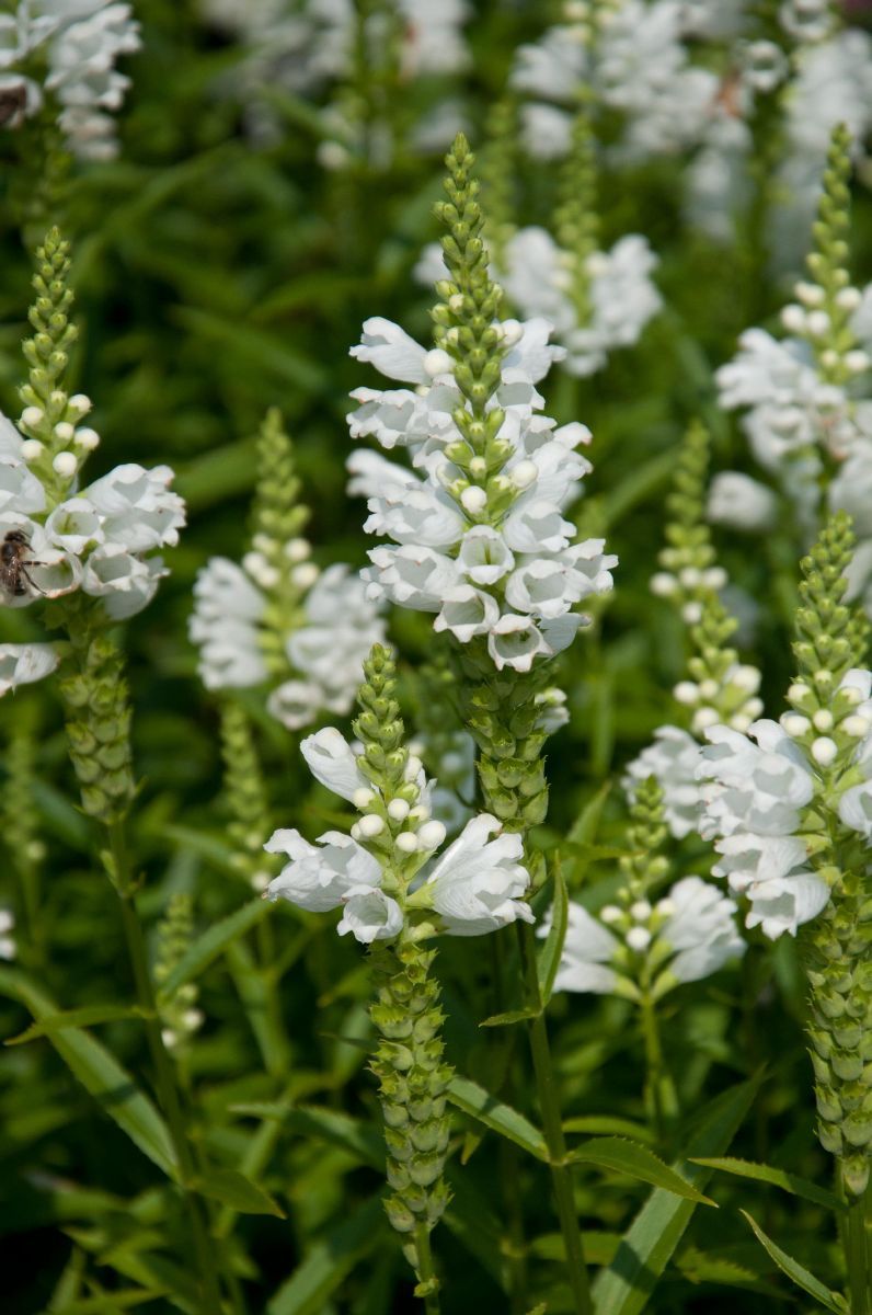 Gelenkblume, Etagenerika Summer Snow