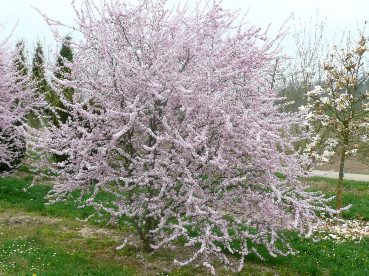 Rotblättriger Schlehdorn Rosea