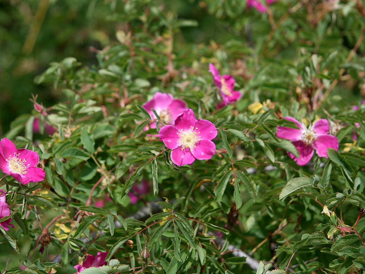 Alpenheckenrose, Alpenhagrose