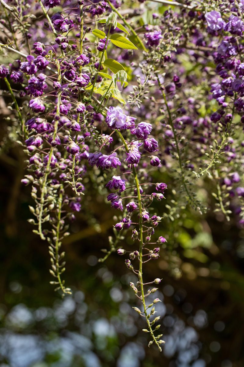 Gefüllter Blauregen Violacea Plena