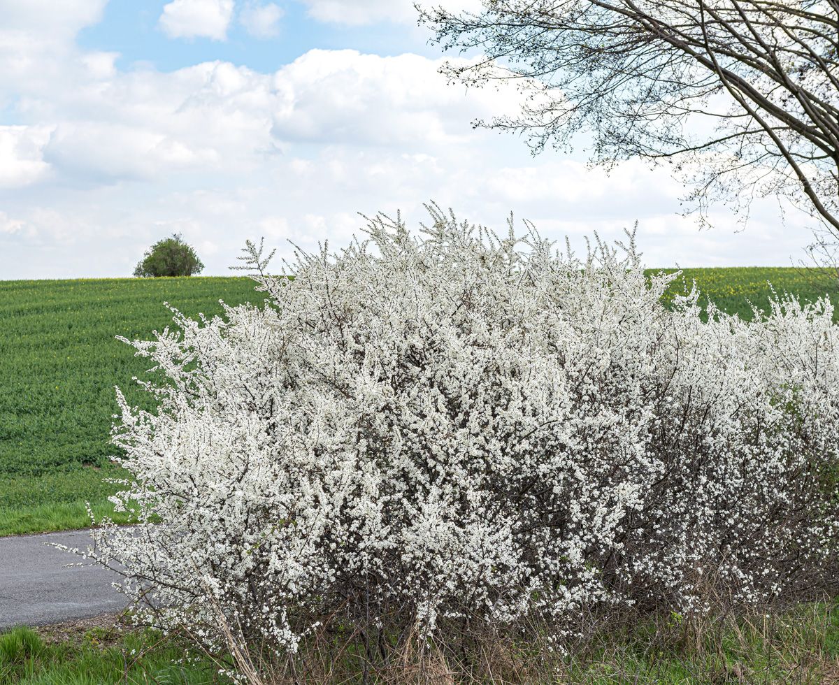 Schlehdorn