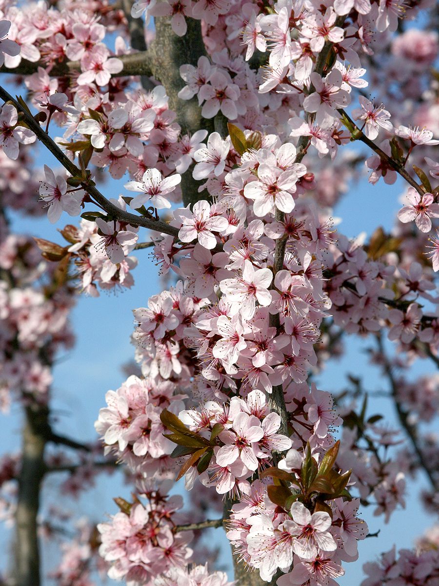 Rotblättriger Schlehdorn Rosea