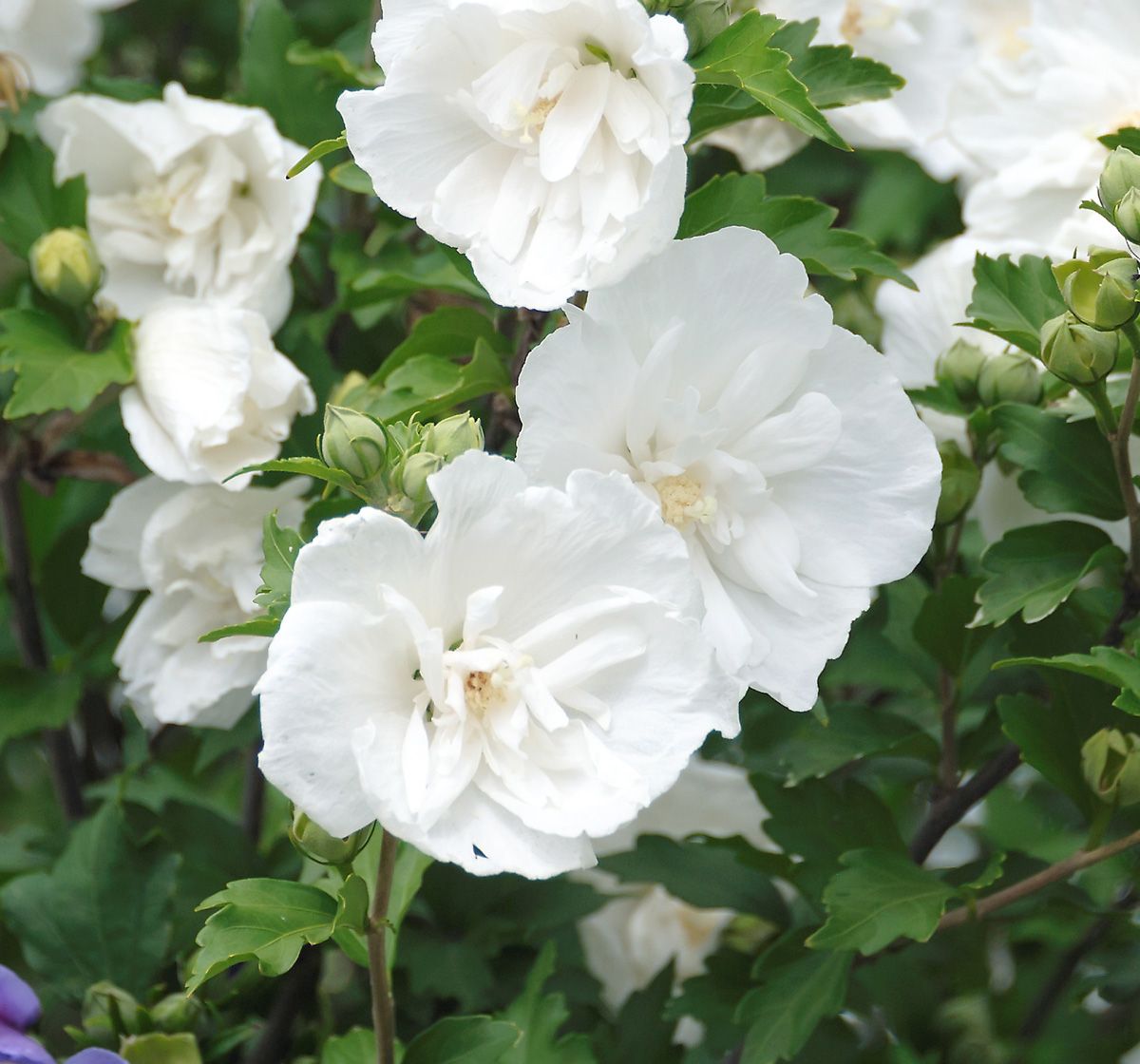 Hibiskus White Chiffon®