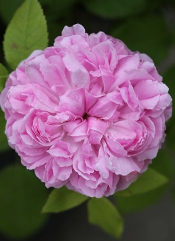 Jacques Cartier Strauchrose/Historische Rose (anspruchslos, sehr starker Duft)