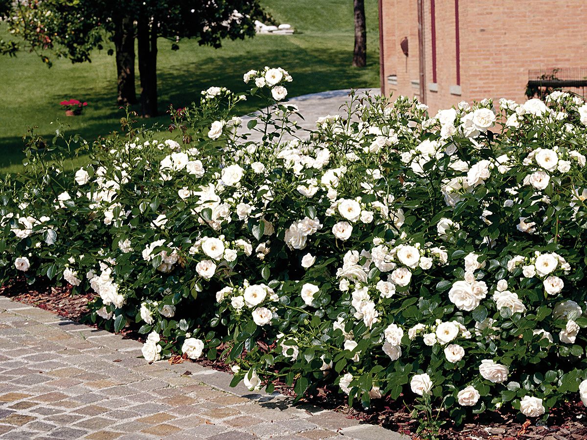 Aspirin Rose® ADR 1995 Beetrose (Floribundarose / Bodendeckerrose, anspruchslos)