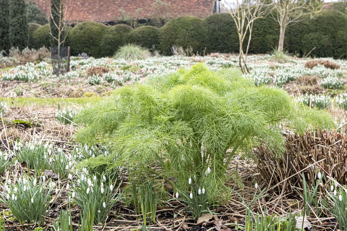 Gewürzfenchel