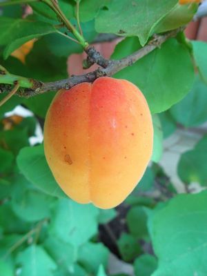 Prunus Aprikose Goldrich Hauenstein (anspruchslos), Goldrich | AG