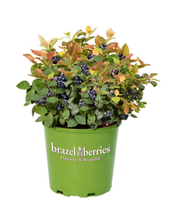 Peach Sorbet Zwergheidelbeere Brazelberryr Vaccinium Angustifolium Brazelberry® Peach Sorbet 9401