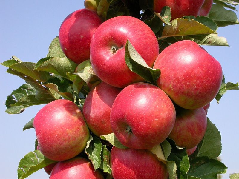 Rondo® Apfel Säulenapfel (anspruchslos, schorfresistent), | Hauenstein Rondo® AG Malus