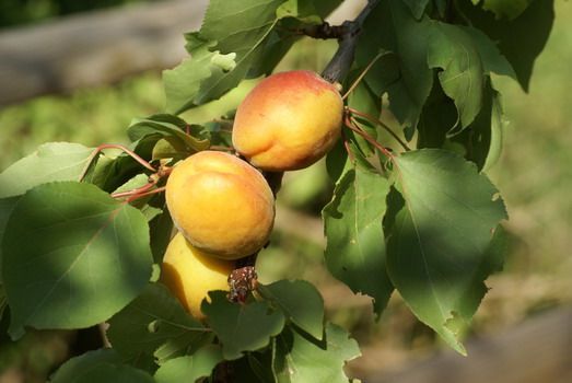 Goldrich Aprikose (anspruchslos), Prunus AG Hauenstein Goldrich |