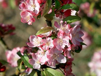 Geh Lze F R Den Garten In Grosser Auswahl Hauenstein Ag