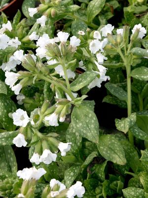 Lungenkraut Ice Ballet, Pulmonaria Ice Ballet | Hauenstein AG